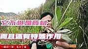毛大丁草的功效与作用