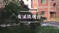 壹沐茶评价怎样(最受欢迎高端大气上档次的茶叶店起名字大全)