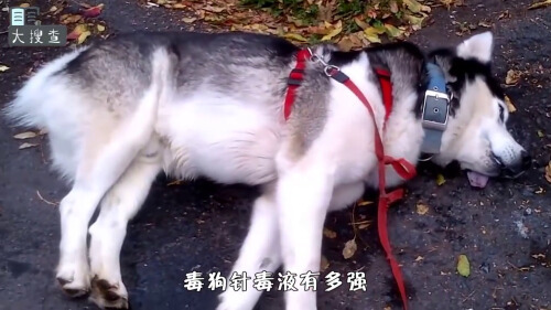 狗肉中毒怎么处理最有效