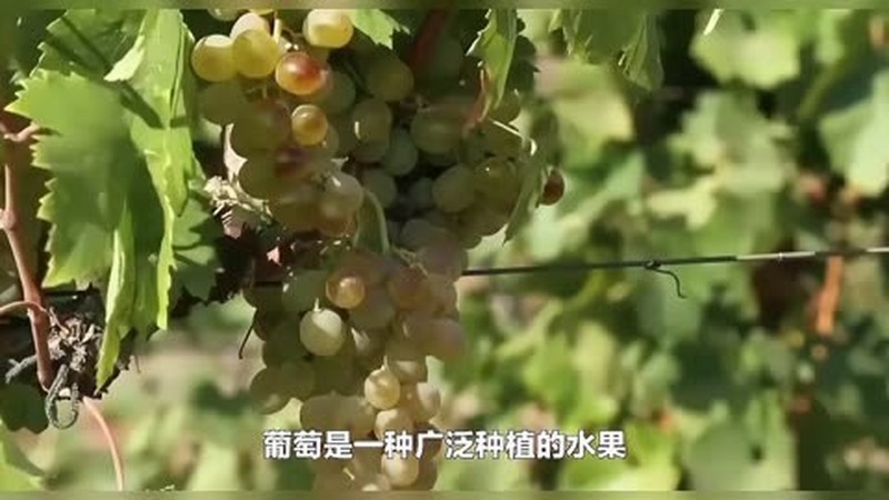 葡萄大小粒如何治疗