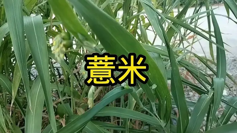 薏米有什么用处？(薏米有什么用处？)