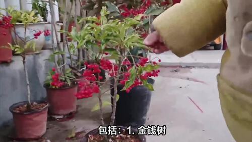 金玉满堂指的是哪四种树