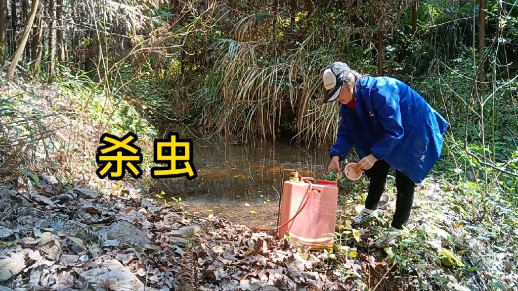 鸡怎么消灭跳虫最有效(使用中的鸡舍怎么杀跳蚤？)