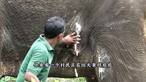 大象吃什么食物