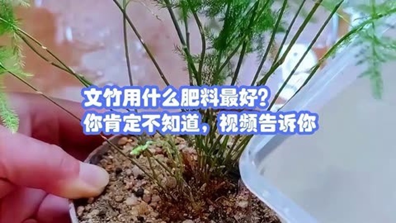 文竹应该用什么做肥料？