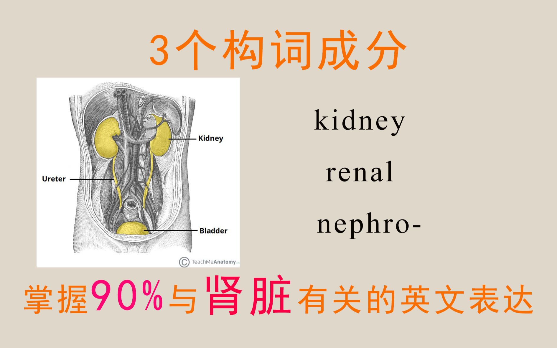 肾的英文怎么说（12/05更新）