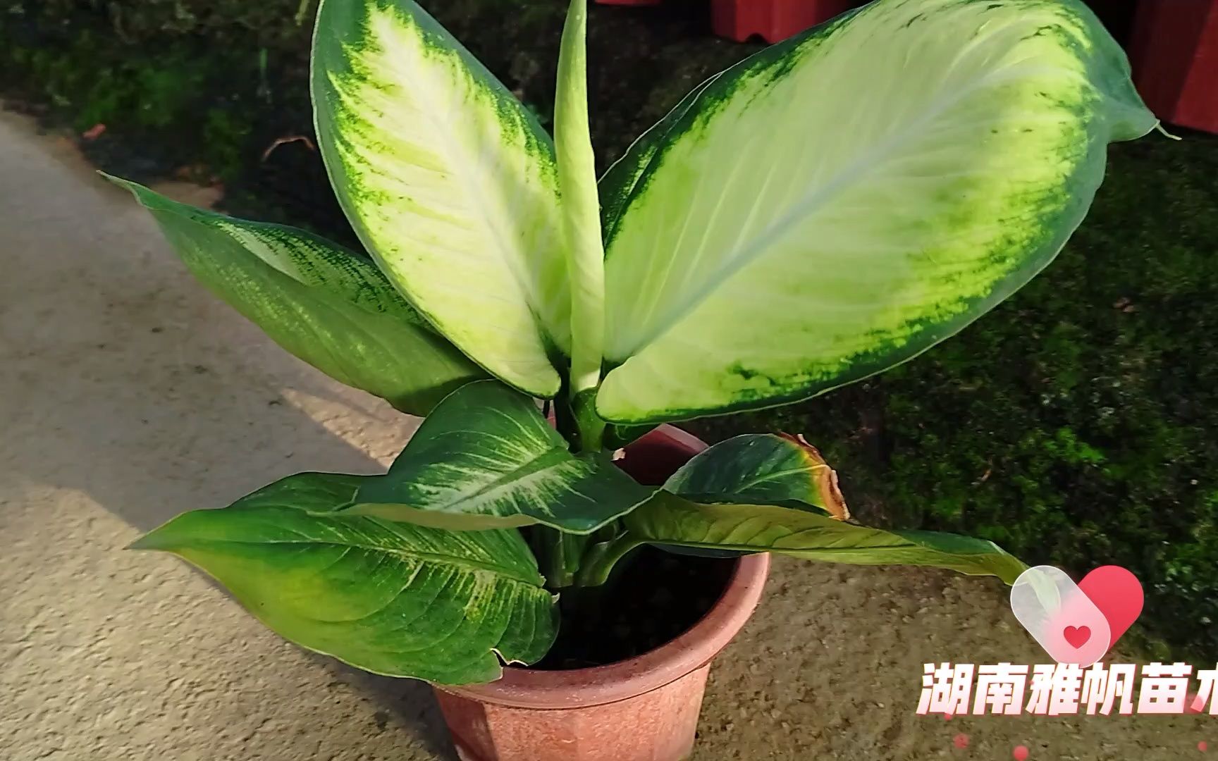 邵阳苗木哪家便宜又好
