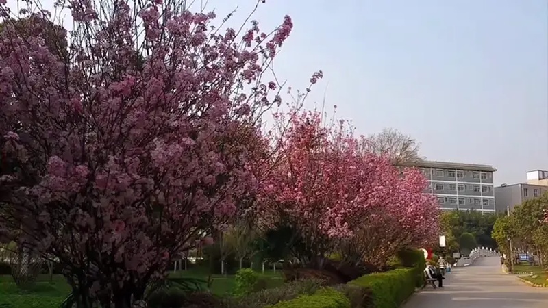 楚雄师范大学录取分数线