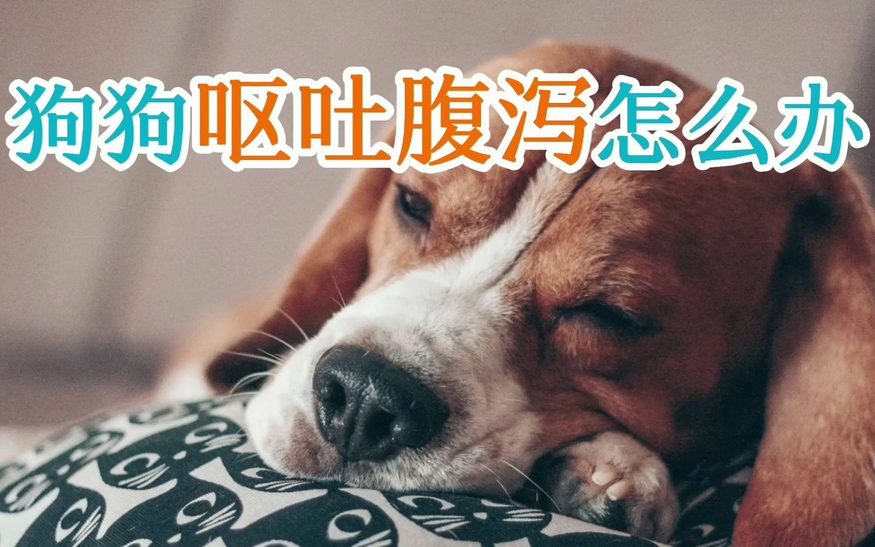 狗狗吃坏肚子呕吐拉稀怎么办？(狗狗一整天又拉稀又吐.不吃东西..尿还很..)