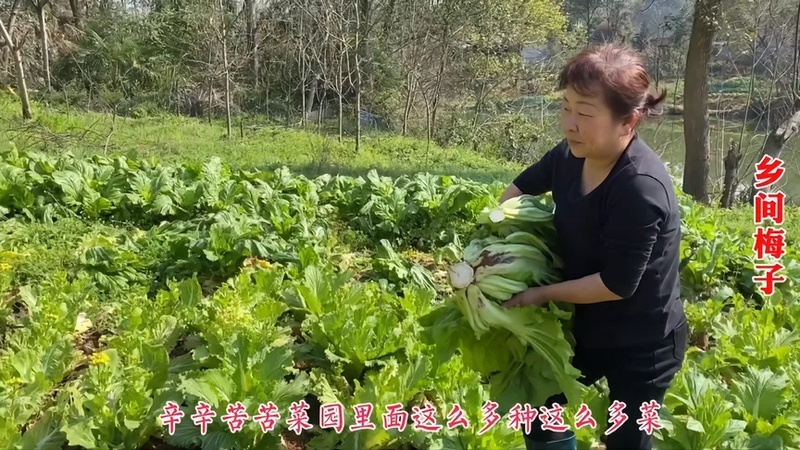 婆婆总是买烂菜怎么办呢