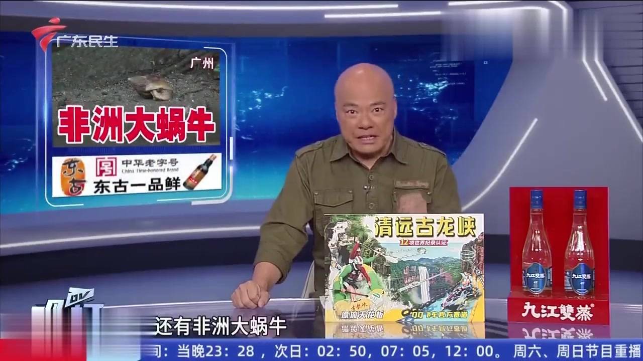 雨后街头爬过大蜗牛千万别碰