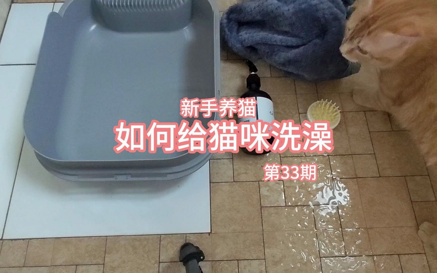 猫咪假孕怎样治疗呢(01/20)