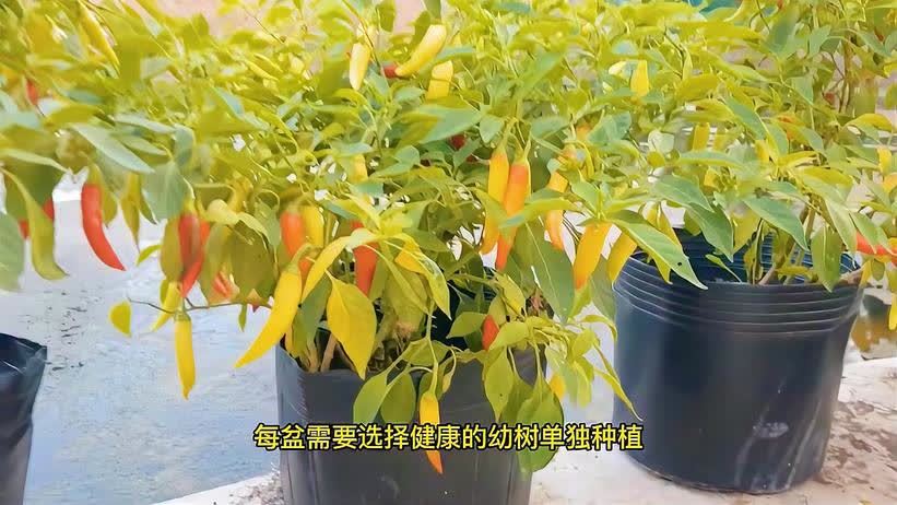 种辣椒 种植方法(12/30)