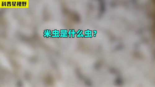 米虫的意思