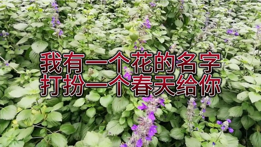 快手名字能用花字吗