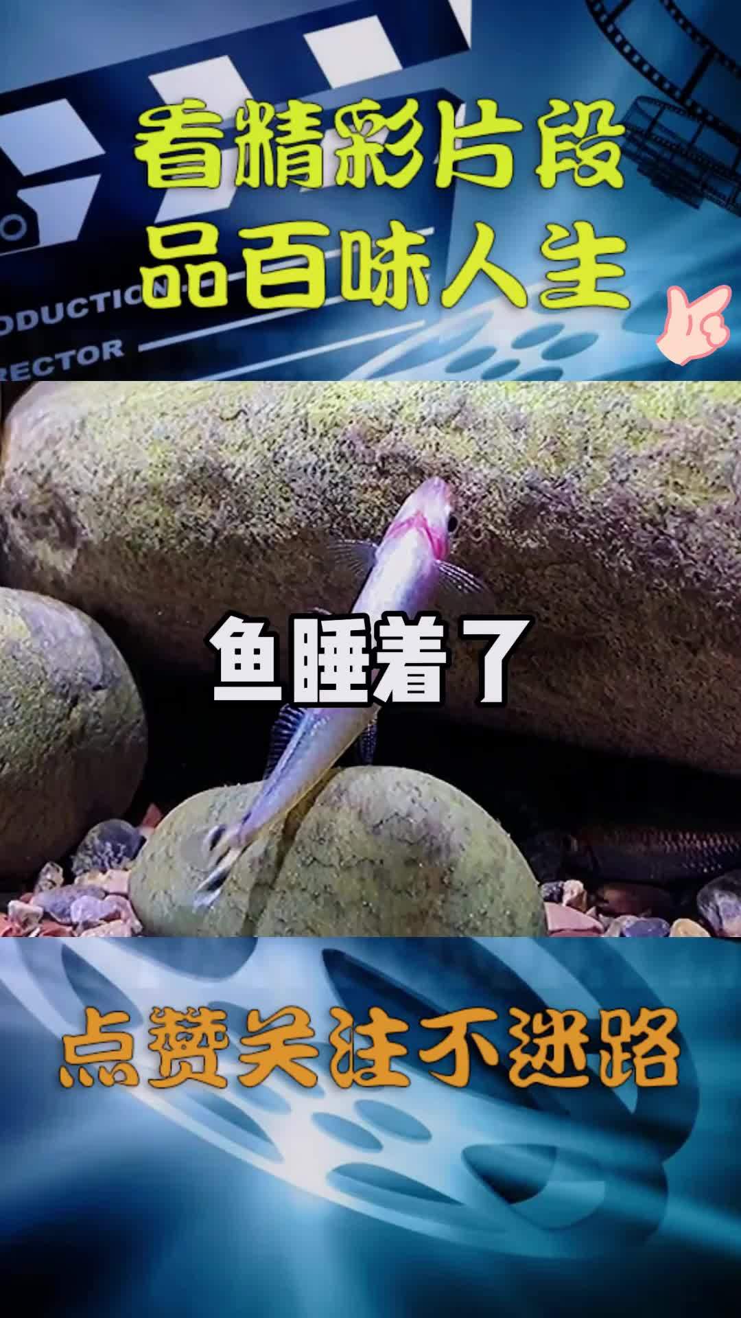 鱼是怎么睡觉的(07/02更新)