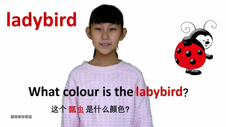 七星瓢虫英语怎么读ladybird