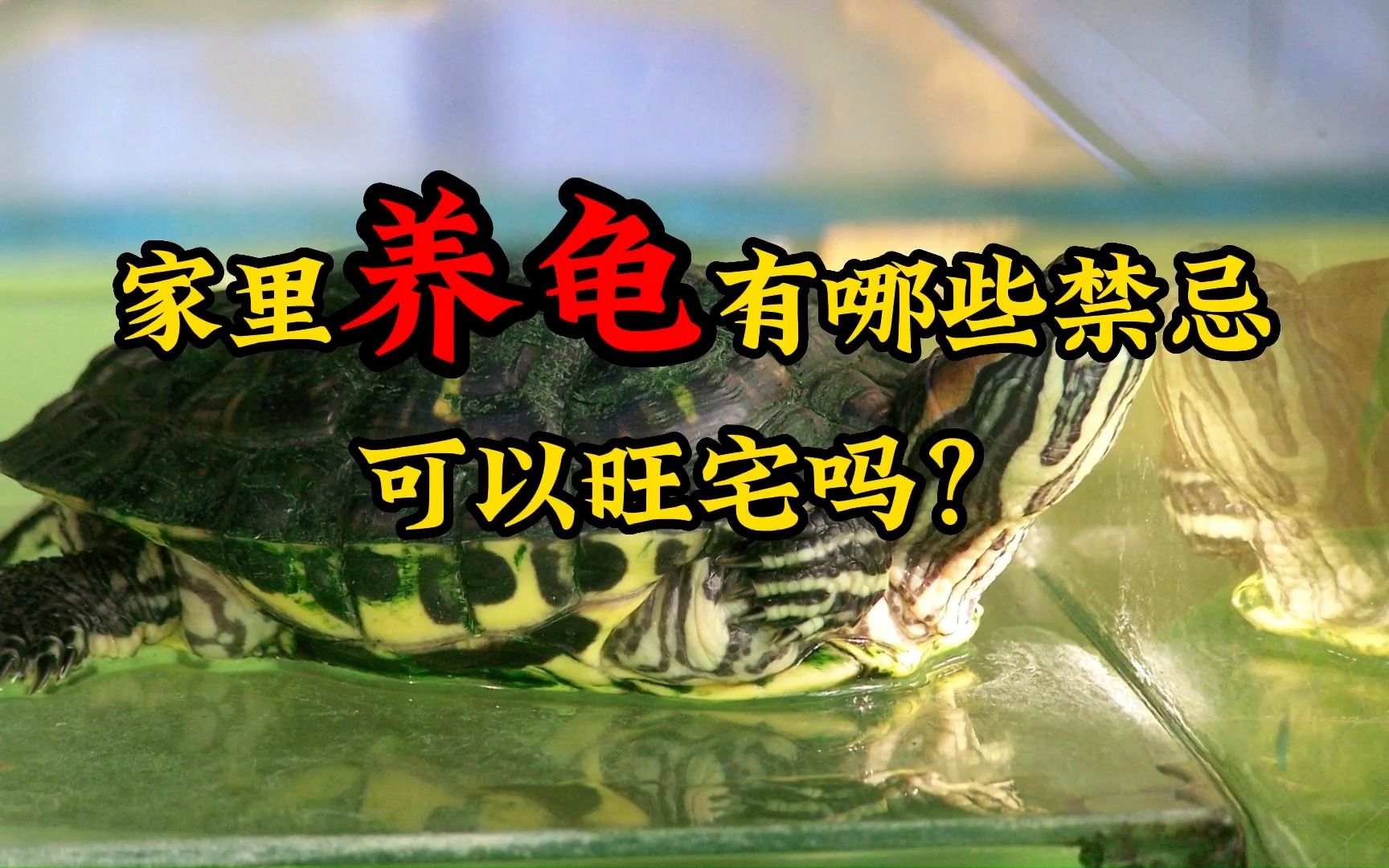 养小乌龟的六大禁忌(07/04更新)