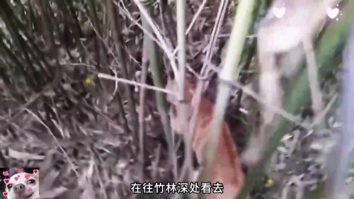 变色龙多少钱一只?(06/30更新)