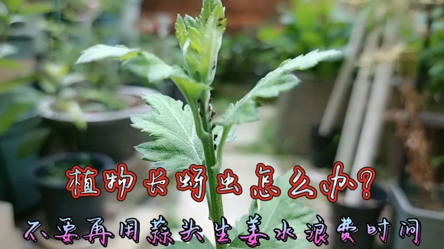 植物蚜虫怎样治疗好呢(01/20)