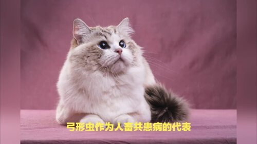 怎样判断人感染了弓形虫