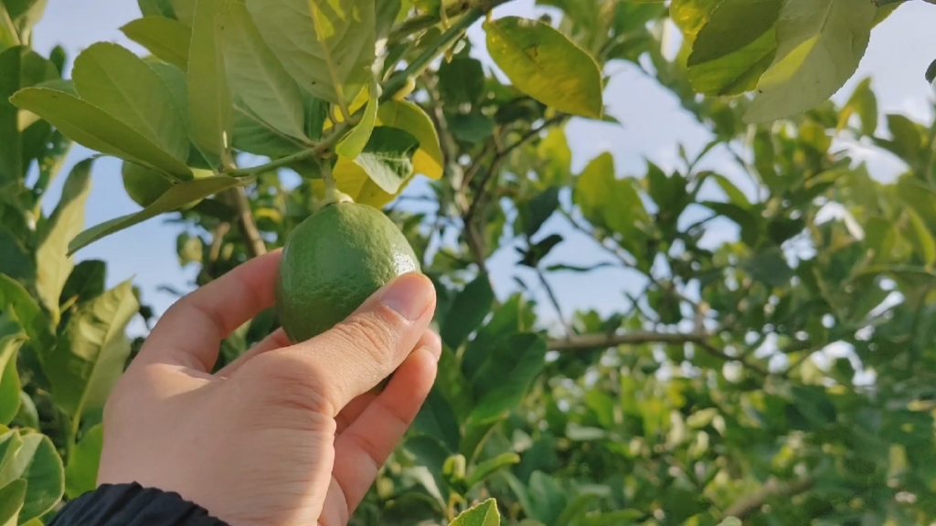香水柠檬产地哪里比较好？