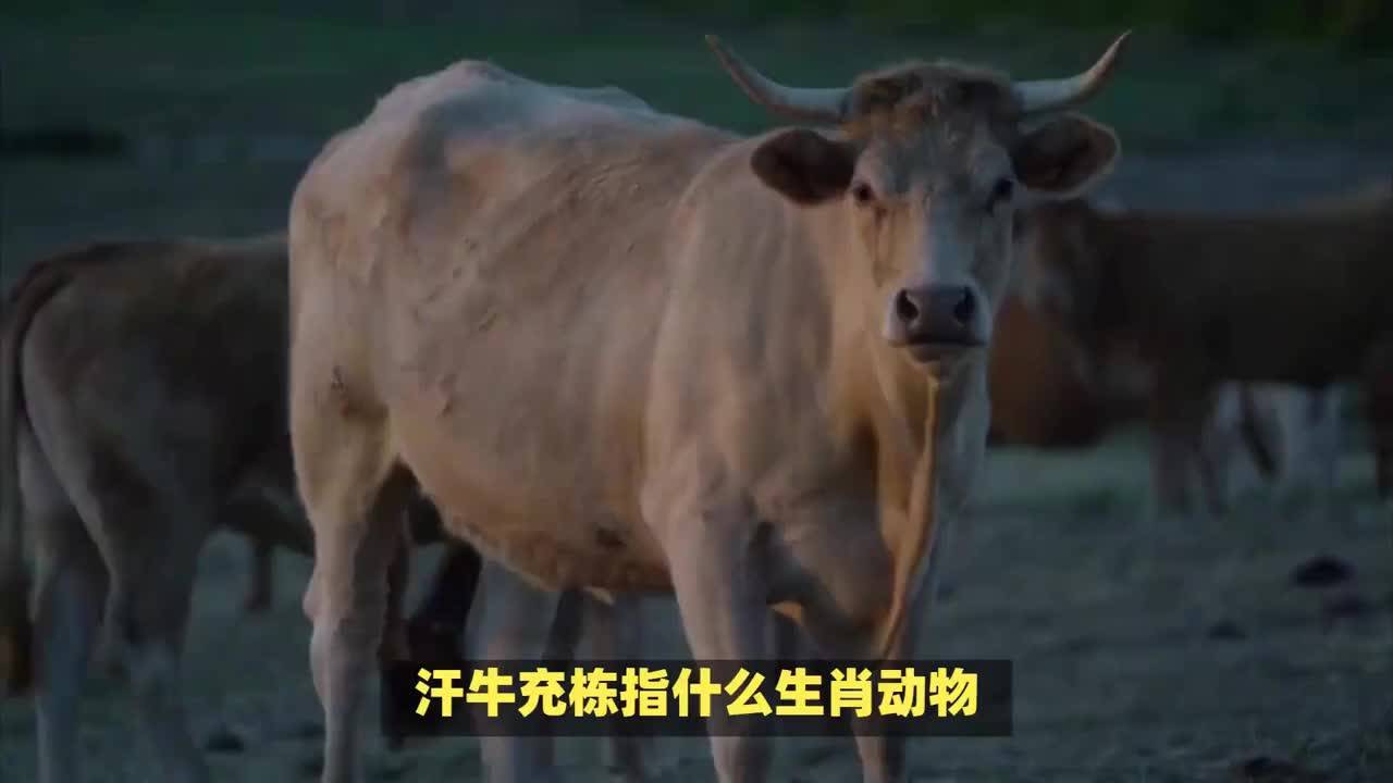 汗牛充栋是什么意思(06/29更新)