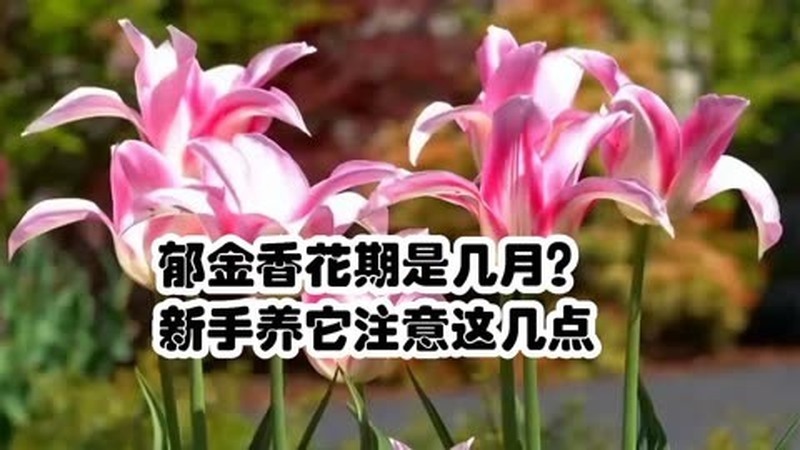 郁金香开花几天最漂亮？