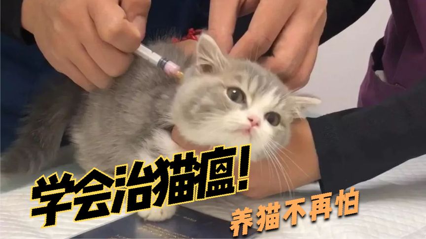 猫瘟自己在家治疗方法(01/07)