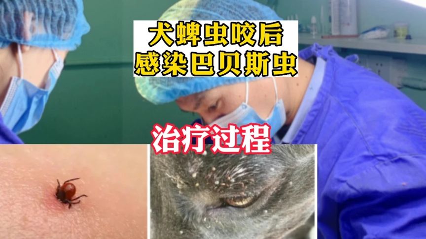 犬巴贝斯虫病的诊断与治疗(犬巴贝斯虫病发病原因是什么(犬巴贝斯虫病..)