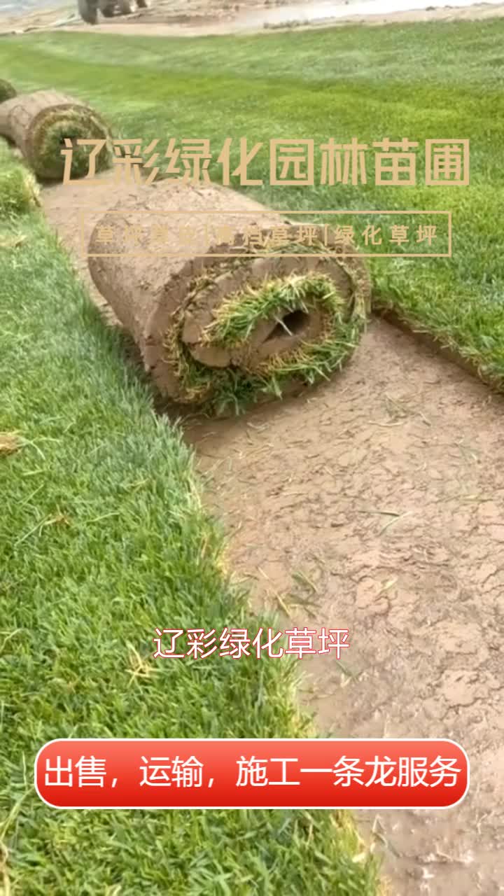 绿化草皮多少钱一平米