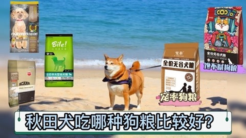 八个月大秋田犬吃什么狗粮好
