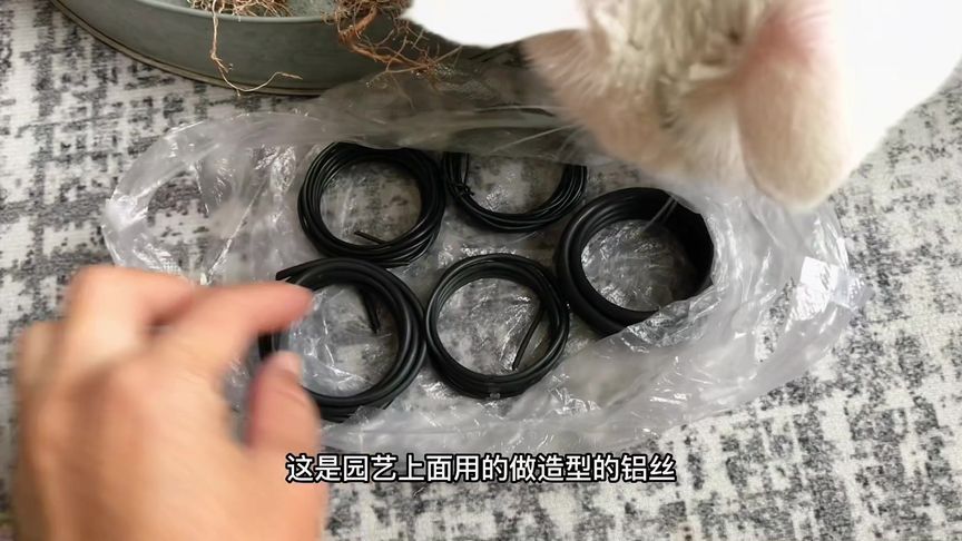 植物造型铝丝要绑多久(12/31)