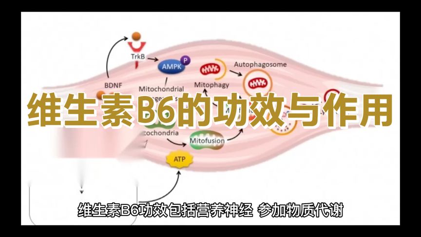 维生素b6的作用和功效(01/09)