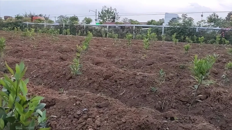 果树地里套种什么最有效