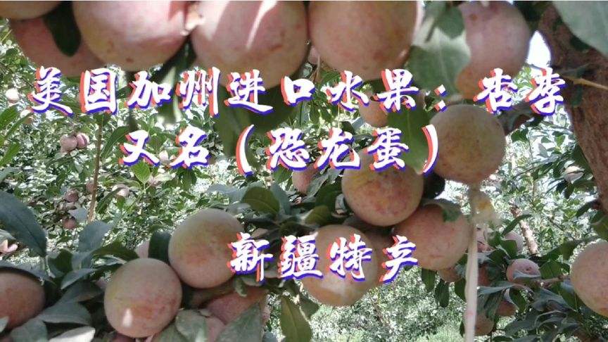 美国恐龙蛋是什么水果