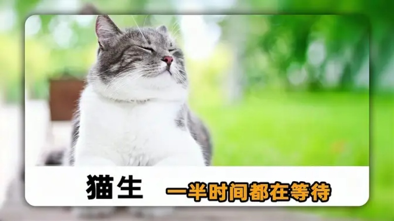 猫生崽间隔多久生一只？