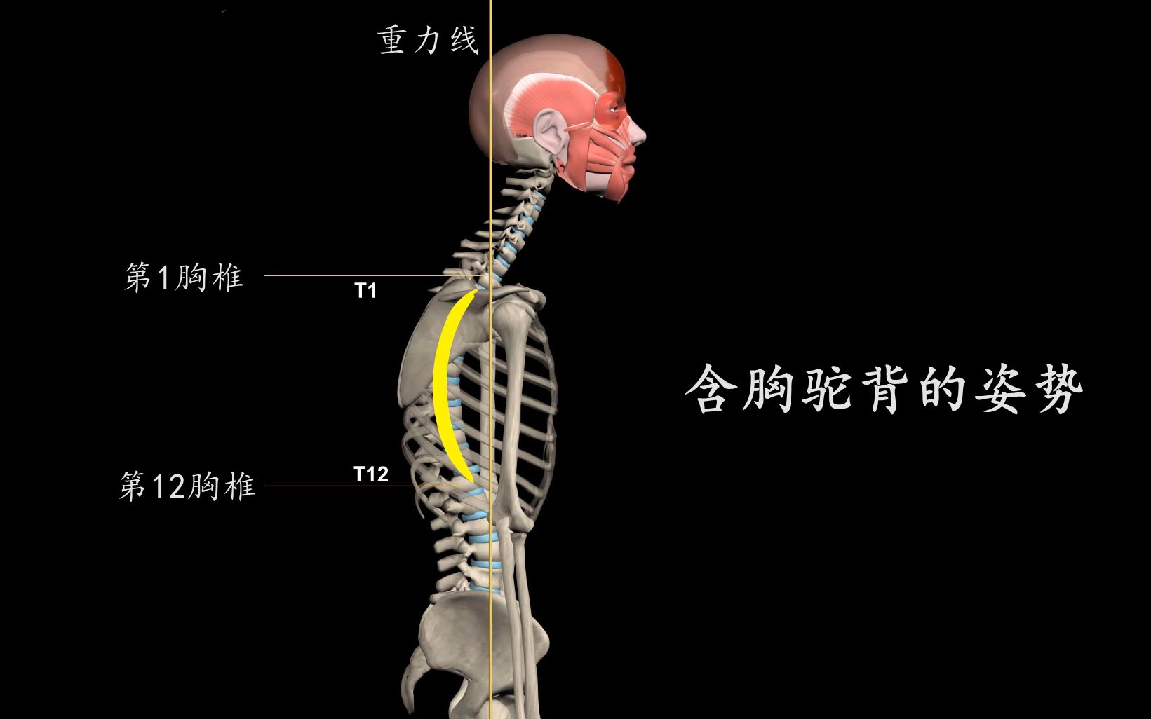 胸廓作用(02/05更新)