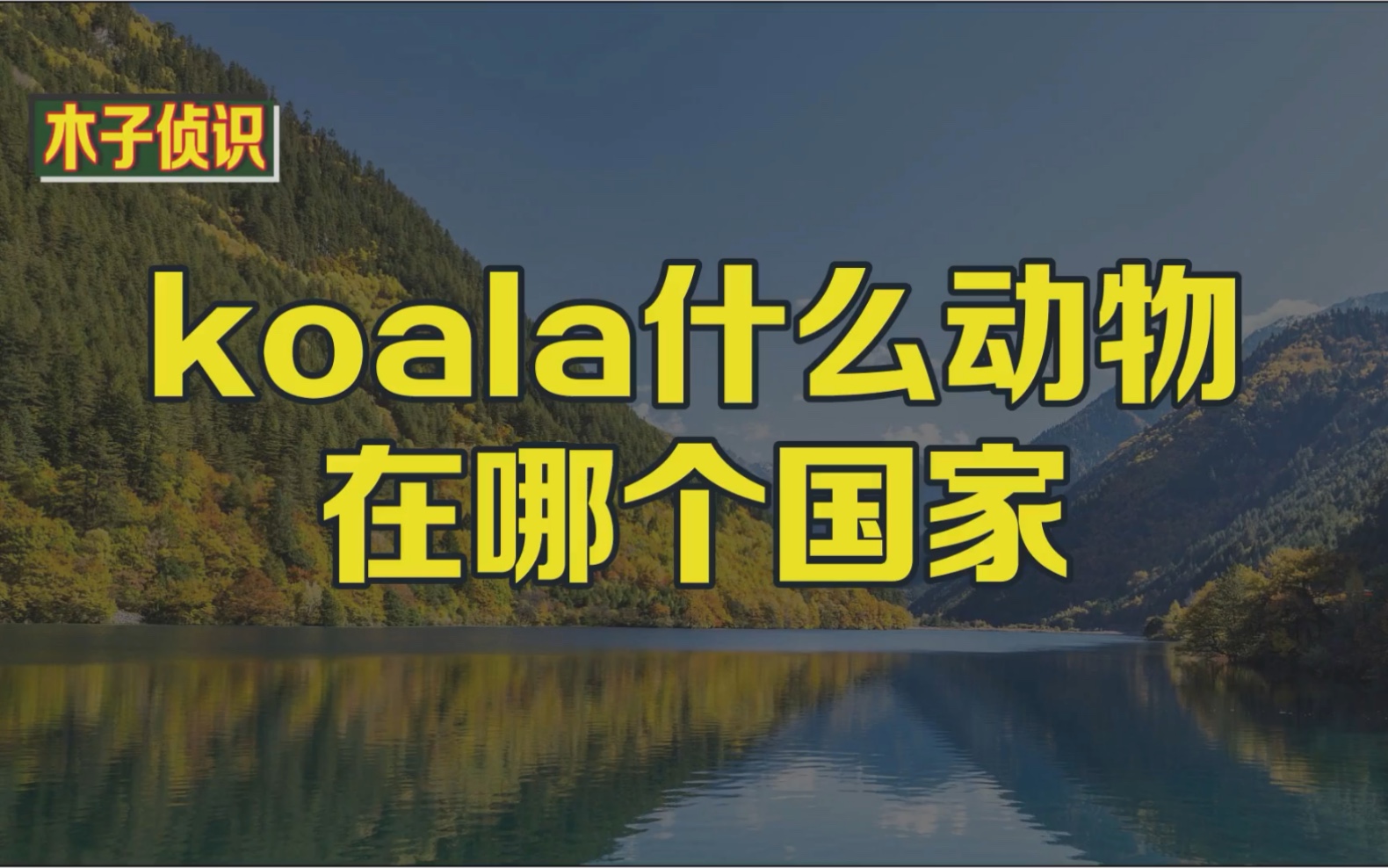 koala是，什么意思啊？(考拉英语怎么说)