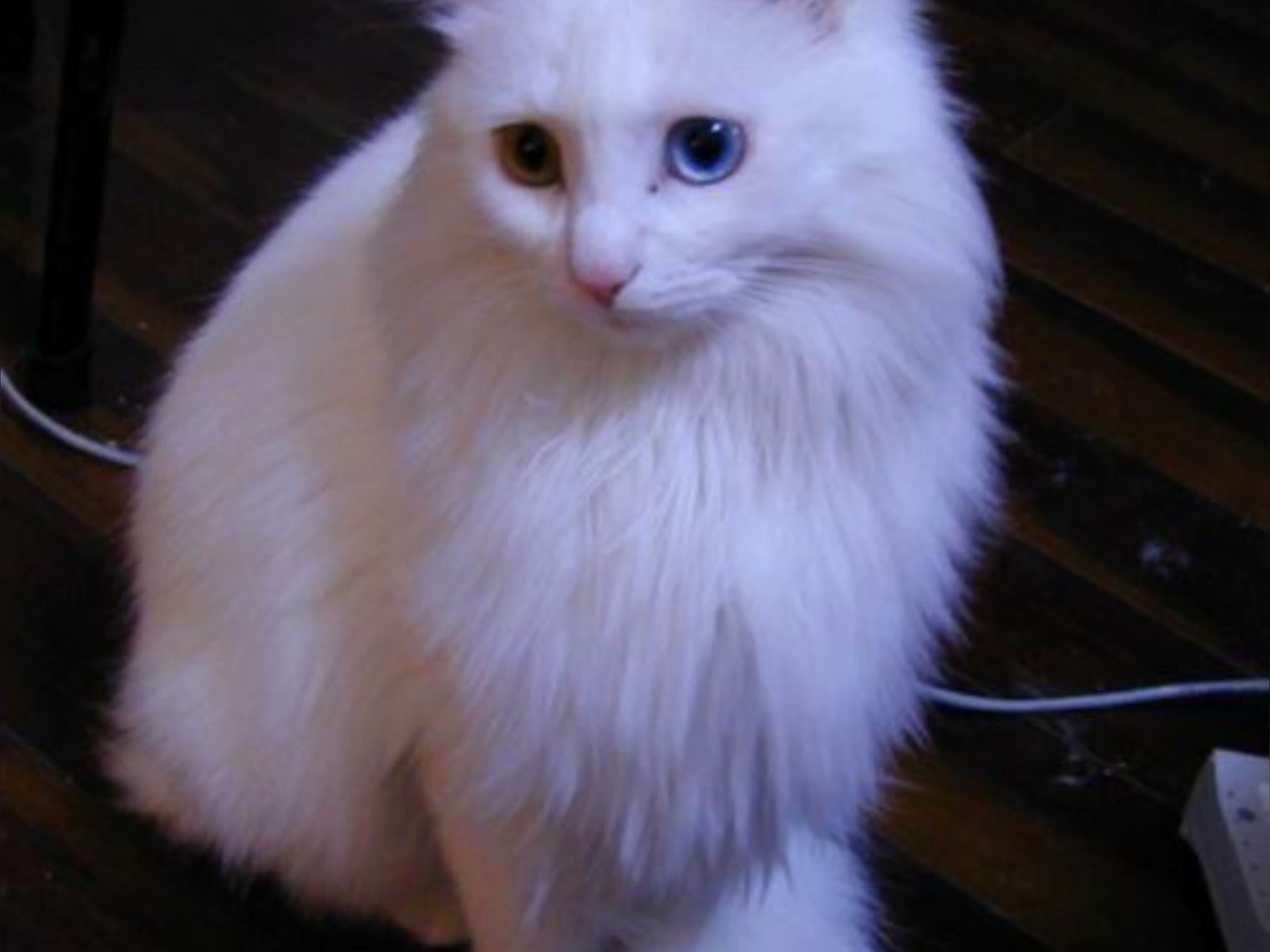 猫武士镜族是什么？