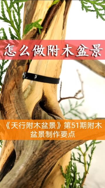 盆景制作介绍 1000字以内