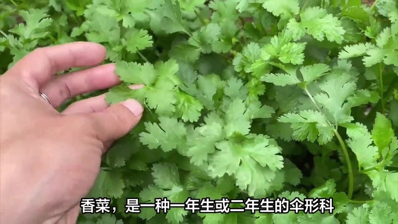 香菜的功效与作用壮阳(01/17)