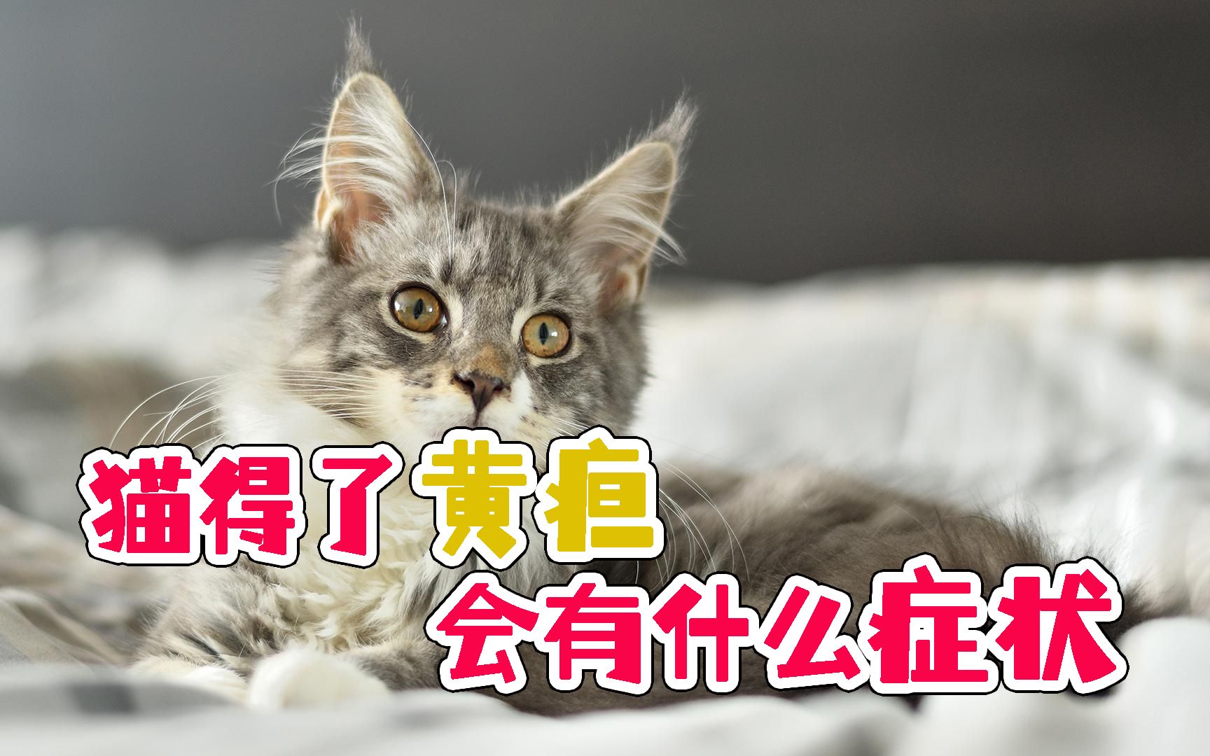 猫黄疸不排尿怎么治疗(12年的老猫严重黄疸还不排尿能治愈吗？)