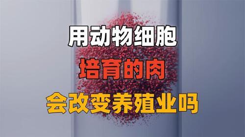 动物细胞什么作用