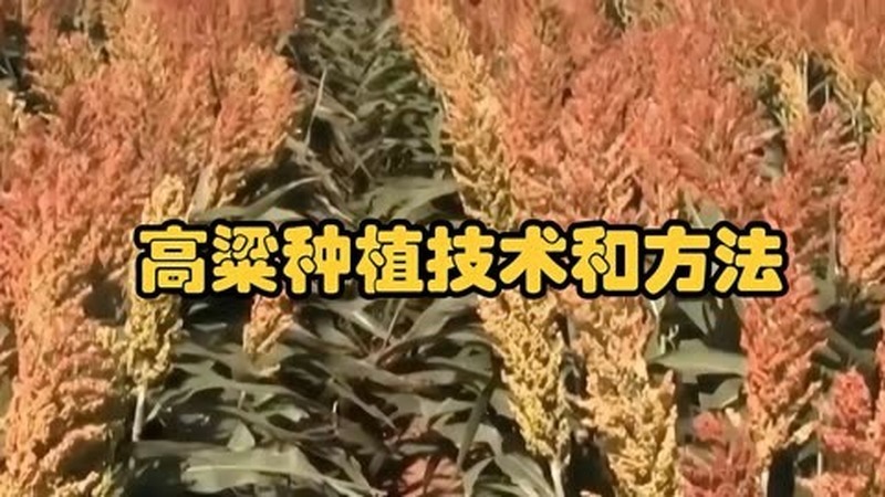 高粱繁殖方法有哪些 高粱有几种繁殖方法