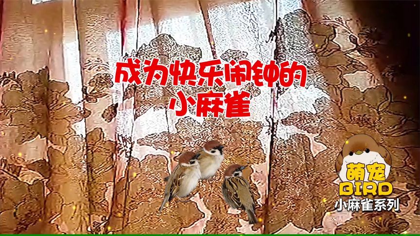 麻雀为什么被称为小闹钟