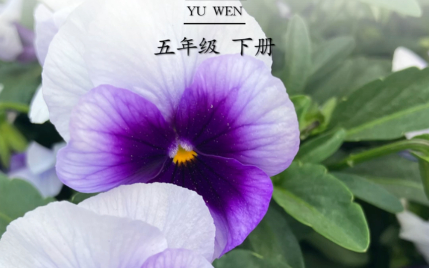 昆明猫咪串串价格多少