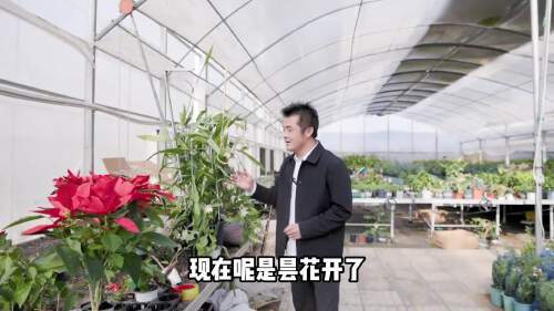 昙花一现是多久