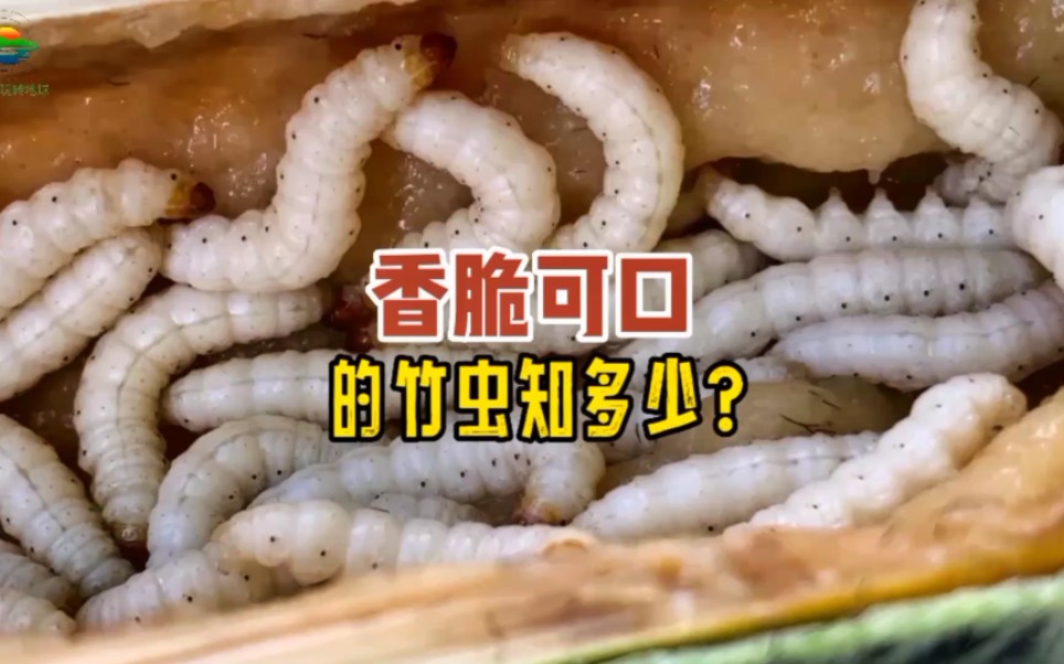 竹虫是什么昆虫的幼虫？