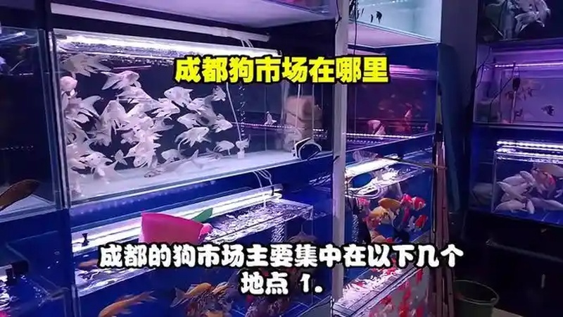 成都狗狗市场在哪里(06/27更新)